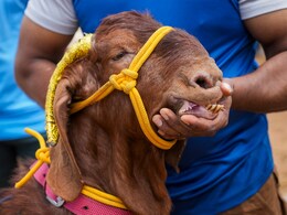 पाकिस्तान में प्लास्टिक के दांत वाले बकरे बेच रहा था शख्स, पुलिस ने किया गिरफ्तार