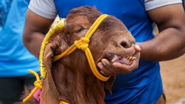 BAKRA EID 2025 : हलाल करण्यापूर्वी बकऱ्याचे दात का मोजतात? कोणाची कुर्बानी ग्राह्य धरली जात नाही?