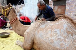 रेगिस्तानी जहाज ऊंट के नाम हुआ साल 2024, जानिए कैसे