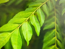 Benefits of Curry Leaves: स्किन और बालों के लिए वरदान है करी पत्ते, होते हैं ये फायदे Benefits of Curry Leaves: स्किन और बालों के लिए वरदान है करी पत्ते, होते हैं ये फायदे