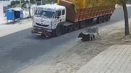 ओव्हरलोड ट्रक उलटला, शेकडो पोत्यांखाली दबला मुका जीव; VIDEO पाहून लोकांचा राग अनावर