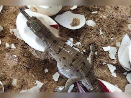 चंबल नदी में बढ़ा घड़ियालों का कुनबा, अंडों से बाहर निकले 181 नन्हें घड़ियाल चंबल नदी में बढ़ा घड़ियालों का कुनबा, अंडों से बाहर निकले 181 नन्हें घड़ियाल