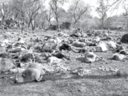 गोवंशों के शवों से पटा सिवनी का ये जंगल, छानबीन के बाद जांच में जुटी पुलिस