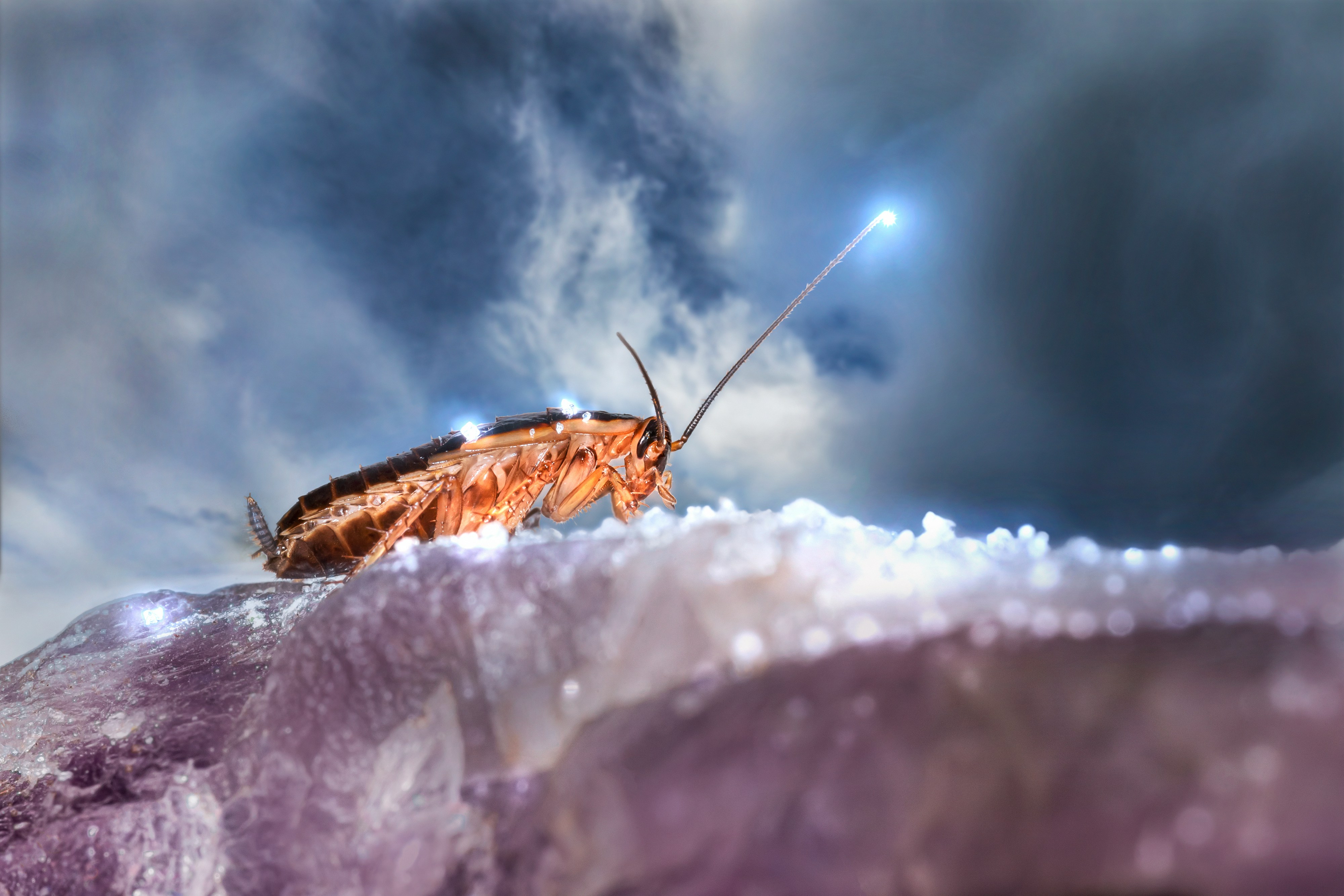 Man Wakes Up To Find Cockroach Stuck In Throat. Here's What Happened Next