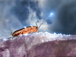 सोते वक्त शख्स ने नाक में घुस गया कॉकरोच, सांस की नली में जाकर फंसा, फिर जो हुआ जान नहीं कर पाएंगे यकीन सोते वक्त शख्स ने नाक में घुस गया कॉकरोच, सांस की नली में जाकर फंसा, फिर जो हुआ जान नहीं कर पाएंगे यकीन