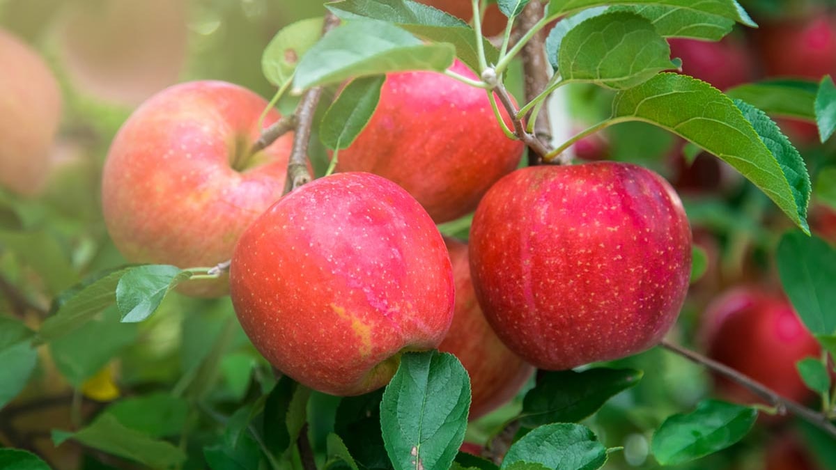 Why You Need More Apples In Your Life And How To Add Them To Your Diet