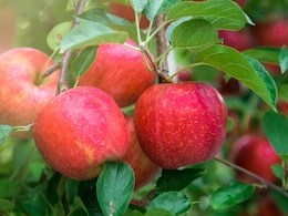 Why You Need More Apples In Your Life And How To Add Them To Your Diet Why You Need More Apples In Your Life And How To Add Them To Your Diet