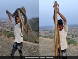 नंगे हाथों से एकसाथ 6 विशाल सांप पकड़कर दिखाया करतब, Video देख खड़े हो जाएंगे रोंगटे, शख्स की हिम्मत ने किया हैरान नंगे हाथों से एकसाथ 6 विशाल सांप पकड़कर दिखाया करतब, Video देख खड़े हो जाएंगे रोंगटे, शख्स की हिम्मत ने किया हैरान
