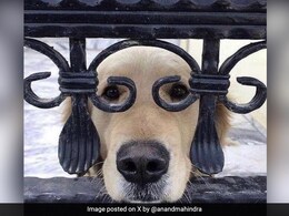 आनंद महिंद्रा ने शुरु की थी प्रतियोगिता, कुत्ते की इस फोटो के लिए यूजर्स से पूछा मज़ेदार कैप्शन, विजेता को दिया यह ईनाम