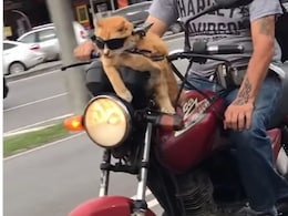 बिल्ली का स्वैग देख हो जाएंगे इंप्रेस, आंखों में चश्मा और गले में टाई लगाकर करती है बाइक की सवारी