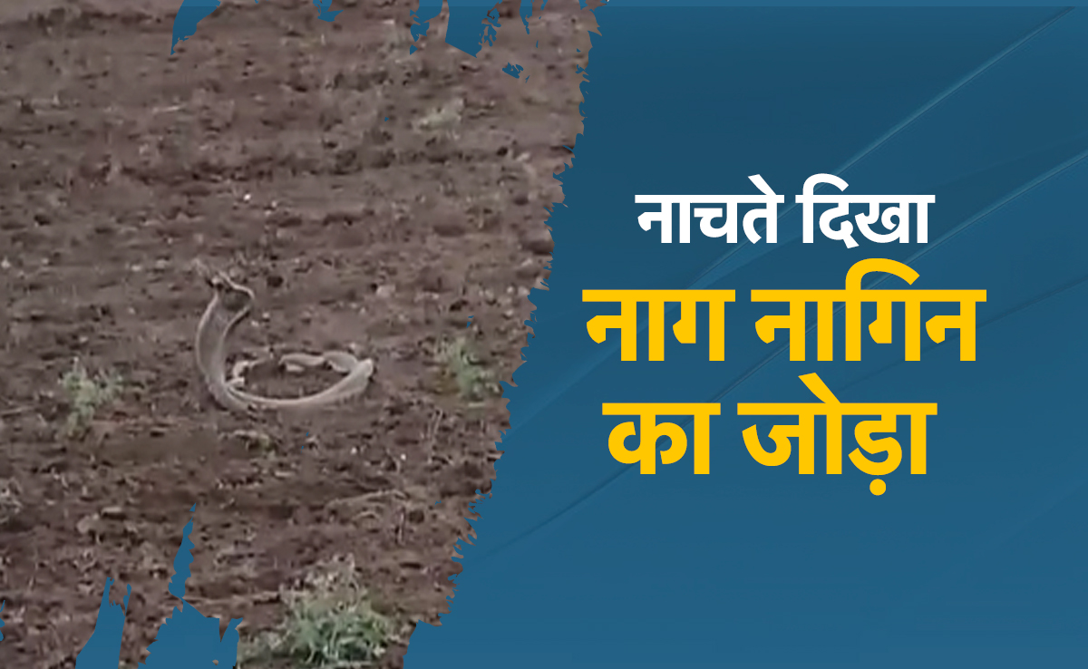 Video : MP के खेतों में दिखा नाग-नागिन की अटखेलियों का खूबसूरत नज़ारा, एक साथ देखना माना जाता है शुभ