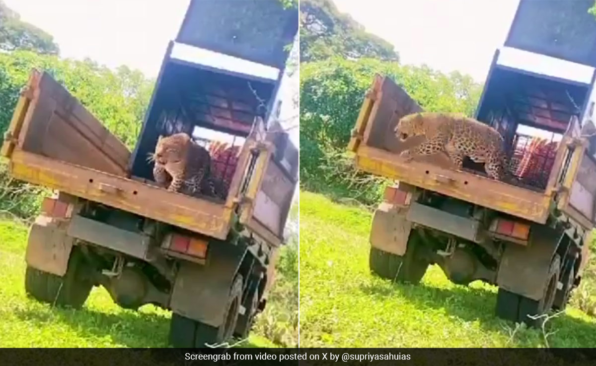 Bureaucrat Shares Video Of Rescued Leopard Being Released Into The Wild