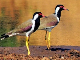 इस पक्षी के अंडों से किसान बारिश का लगा लेते हैं पूर्वानुमान, जानें क्या है मान्यता?