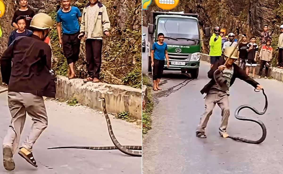 सांपों के बादशाह किंग कोबरा से पंगा लेना शख्स को पड़ा भारी, अगले ही पल निकल गई सारी हीरोपंती