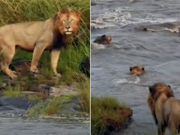 उफनती नदी में कूद गया जंगल का राजा, बब्बर शेर की चालाकी देख लोगों ने पकड़ लिया माथा उफनती नदी में कूद गया जंगल का राजा, बब्बर शेर की चालाकी देख लोगों ने पकड़ लिया माथा