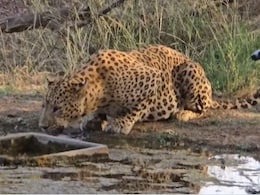 चिलचिलाती गर्मी से राहत पाने के लिए तालाब किनारे प्यास बुझाता दिखा तेंदुआ, IAS अधिकारी ने शेयर किया दुर्लभ Video