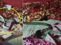 मोबाइल चार्जर मुंह दबाकर बिस्तर पर झटपटाता नजर आया सांप, देख लोगों की निकल गईं चीखें