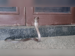 Rajasthan News: कोटा में कुलपति आवास में घुसा कोबरा सांप, देखते ही मच गया हड़कंप