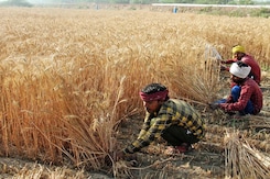Centre Approves MSP For 14 Crops, Says It Is 1.5 Times Cost Of Production Centre Approves MSP For 14 Crops, Says It Is 1.5 Times Cost Of Production