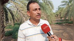 जोधपुर में काजरी के वैज्ञानिकों का कमाल! अब खजूर की खेती से किसान हो जाएंगे मालामाल