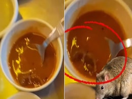 चॉकलेट सिरप के बाद अब सांभर में मिला मरा चूहा, जांच हुई तो रेस्टोरेंट की हालत देख हिल गए अधिकारी चॉकलेट सिरप के बाद अब सांभर में मिला मरा चूहा, जांच हुई तो रेस्टोरेंट की हालत देख हिल गए अधिकारी