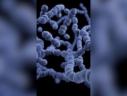 Flesh-Eating Bacteria Found In Long Island, Can Kill Humans, Dogs Within 48 Hours: Report