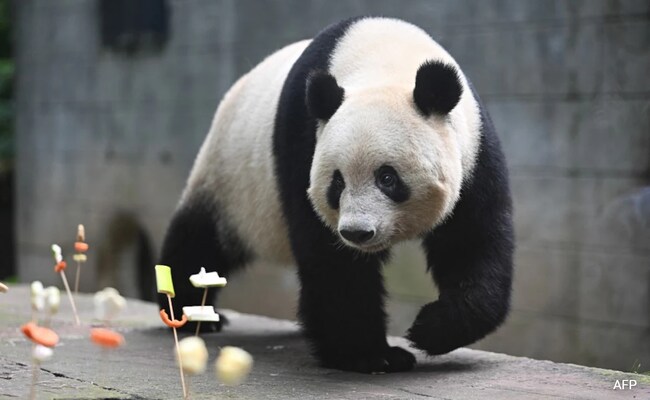China's Panda Breeding Centre Issues Lifetime Ban To 12 Tourists. Here's Why China's Panda Breeding Centre Issues Lifetime Ban To 12 Tourists. Here's Why