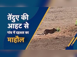MP News: तेंदुए की आहट से सतना के गांव में दहशत, भैंस को बनाया अपना शिकार, डर के मारे कोई घर से नहीं निकल रहा