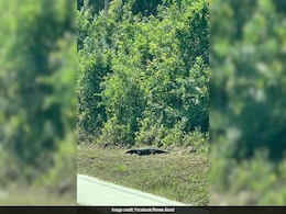 "I Thought It Was An Alligator": Strange Creature Shocks Woman In Florida "I Thought It Was An Alligator": Strange Creature Shocks Woman In Florida