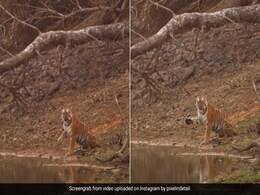 तालाब किनारे पानी पी रही थी बाघिन, टूरिस्ट को देखते ही हवा में लहराने लगी पंजा, फोटोग्राफर ने कैद किया दुर्लभ नज़ारा तालाब किनारे पानी पी रही थी बाघिन, टूरिस्ट को देखते ही हवा में लहराने लगी पंजा, फोटोग्राफर ने कैद किया दुर्लभ नज़ारा