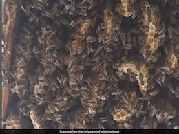 Shocking Video Shows 180,000 Bees Living In Bedroom Ceiling Of Scotland House Shocking Video Shows 180,000 Bees Living In Bedroom Ceiling Of Scotland House