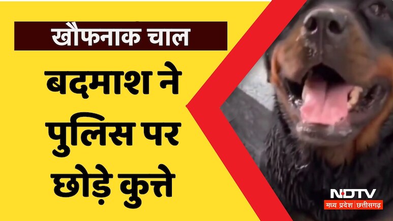 MP News: इनामी बदमाश को पकड़ने पहुंची पुलिस, तो आरोपी ने छोड़ दिए खतरनाक कुत्ते, जानें-इसके बाद क्या हुआ?