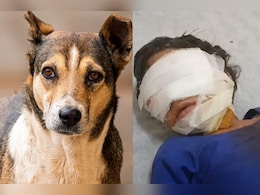 भरतपुर में पागल कुत्ते का शिकार बनी 6 साल की बच्ची, मुंह पर हमले के बाद गंभीर हालत