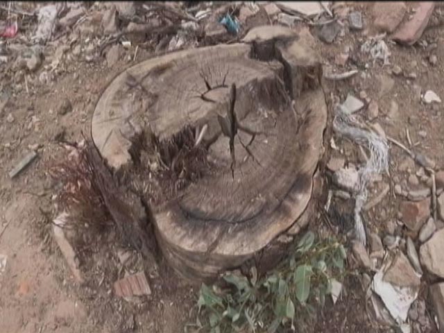 Battle Of Delhi Ridge: AAP vs BJP Again Over Who Felled Trees