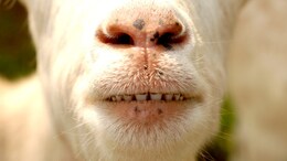 Pak Man Arrested For Selling Sacrificial Goats With Plastic Teeth: Report