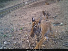 Bureaucrat Shares Cub's Pic After Sariska's Tiger Population Goes Up To 40 Bureaucrat Shares Cub's Pic After Sariska's Tiger Population Goes Up To 40