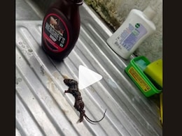 Hershey's सिरपमध्ये सापडला उंदीर, कंपनी म्हणते....