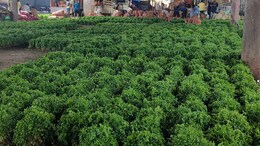 मेथीच्या दुप्पट किमतीत एक कोथिंबीरीची जुडी; पालेभाज्यांच्या किमतीत वाढ