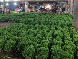 मेथीच्या दुप्पट किमतीत एक कोथिंबीरीची जुडी; पालेभाज्यांच्या किमतीत वाढ