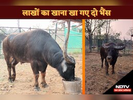 बाप रे! इन दो भैंसों ने खा लिया 17 लाख रुपए का खाना... ये है पूरा मामला