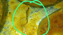 Bihar: Snake Pieces Found In College Mess Food, Students Fall Ill