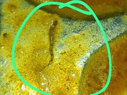 Bihar: Snake Pieces Found In College Mess Food, Students Fall Ill Bihar: Snake Pieces Found In College Mess Food, Students Fall Ill