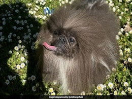 Wild Thang, An 8-Year-Old Pekingese, Is The Winner Of This Year's World's Ugliest Dog Contest Wild Thang, An 8-Year-Old Pekingese, Is The Winner Of This Year's World's Ugliest Dog Contest