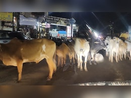 छत्तीसगढ़ की सड़कों पर आवारा पशुओं की भरमार, बढ़ रहा हादसों का खतरा