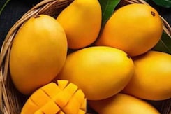 Mango Festival in Delhi: दिल्ली के फ्रूट फेस्टिवल में मिलेगा ये स्वादिष्ट खास आम Mango Festival in Delhi: दिल्ली के फ्रूट फेस्टिवल में मिलेगा ये स्वादिष्ट खास आम