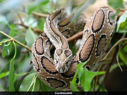 Deadly Viper On The Rise: Bangladesh Grapples With Snake Crisis Deadly Viper On The Rise: Bangladesh Grapples With Snake Crisis