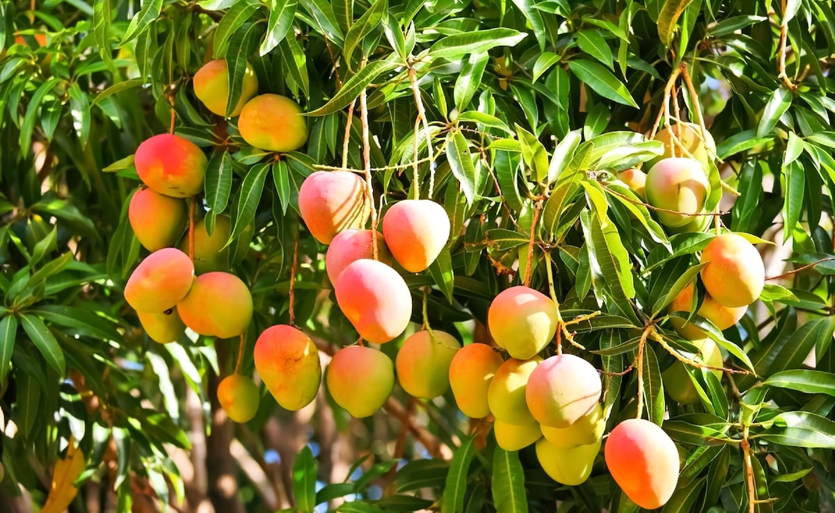 which mango is the best, best mango varieties in India, alphonso vs langda mango, indian mango varieties, summer fruits mango, alphonso mango taste,langda mango flavour,