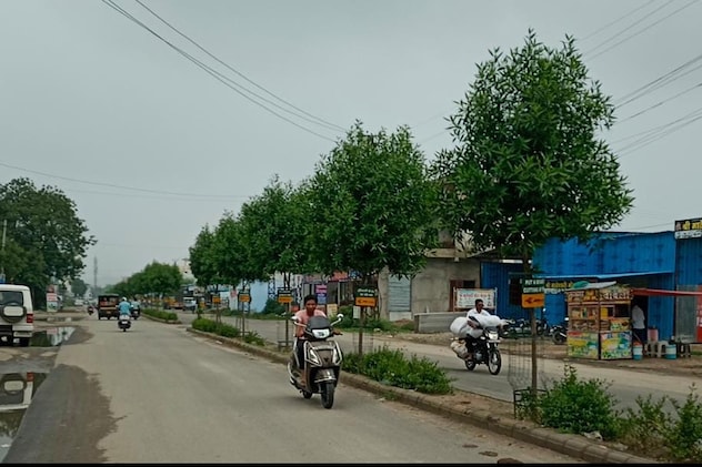 राजसमंद की सड़कों पर लगे कोनोपार्कस पौधे राजसमंद की सड़कों पर लगे कोनोपार्कस पौधे