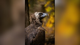 Vulture's Corpse Hangs In Front Of Pilot After Crashing Into Cockpit Mid-Air