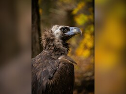 Vulture's Corpse Hangs In Front Of Pilot After Crashing Into Cockpit Mid-Air